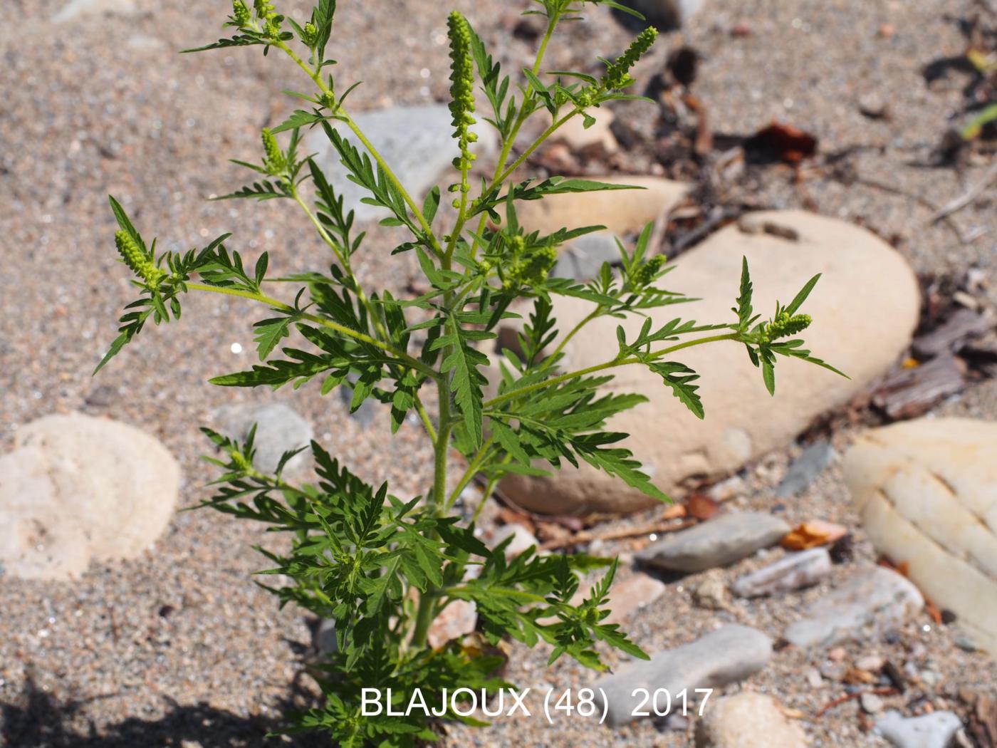 Ragweed, Common leaf